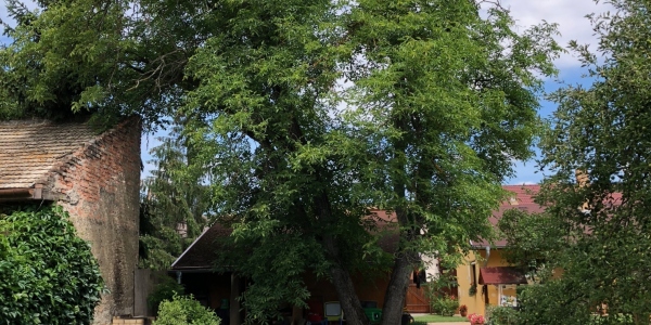 Nebezpečný orech, Lučenec