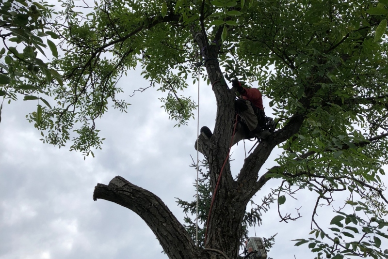 Lučenec - rezanie konárov Lučenec - rezanie konárov