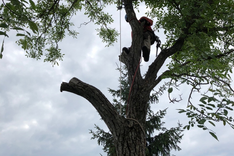 Lučenec - rezanie konárov Lučenec - rezanie konárov