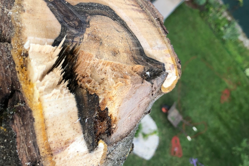 Lučenec - vyrezaný strom Lučenec - vyrezaný strom