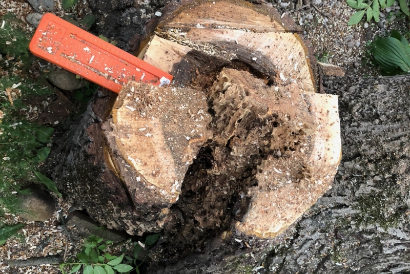 Lučenec - vyrezaný strom Lučenec - vyrezaný strom