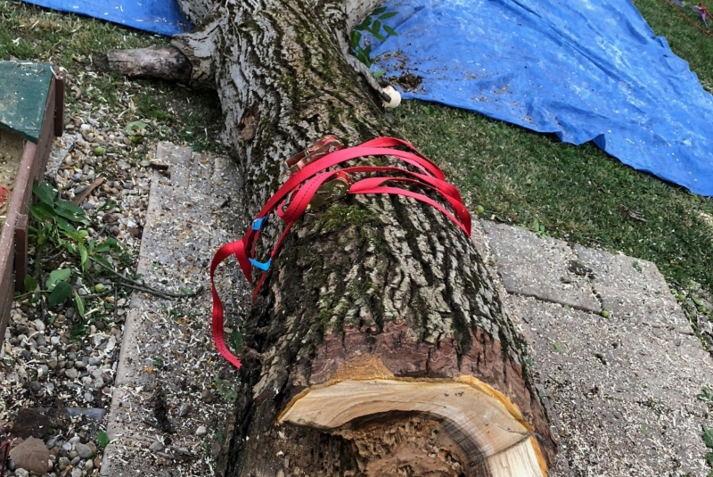 Lučenec - vyrezaný strom Lučenec - vyrezaný strom