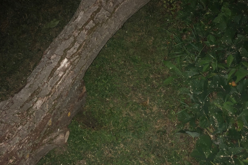 Lučenec - vyrezaný strom Lučenec - vyrezaný strom