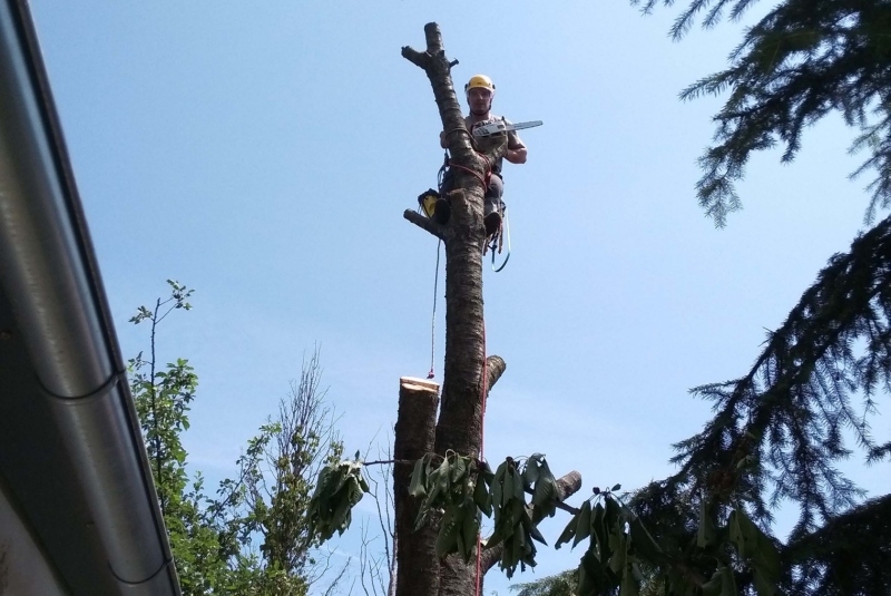 Orezavanie konárov Orezavanie konárov