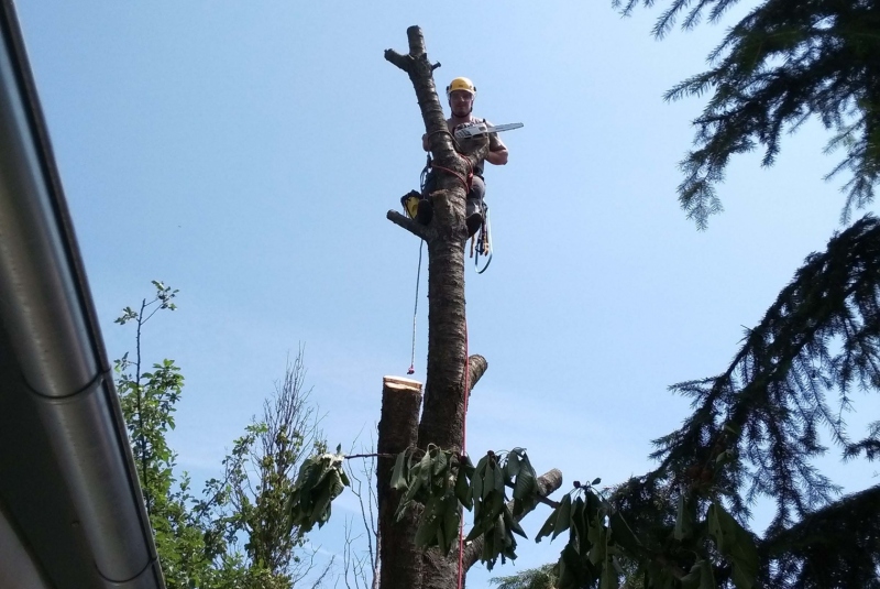 Orezavanie konárov Orezavanie konárov