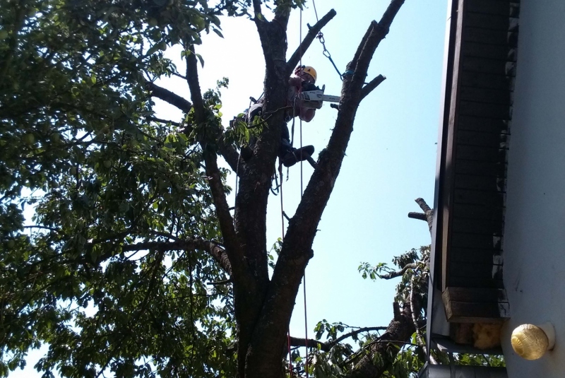 Orezavanie konárov vo výške - čiastočne orezané konáre Orezavanie konárov vo výške - čiastočne orezané konáre