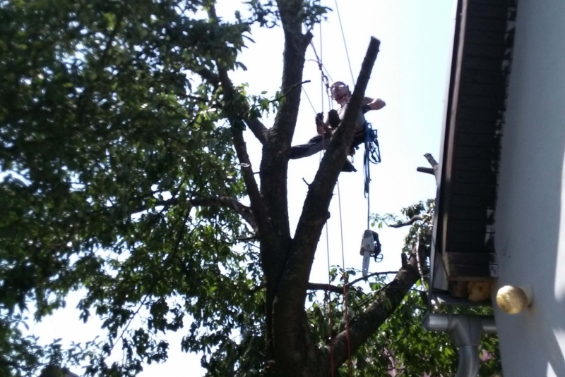 Orezavanie konárov vo výške - čiastočne orezané konáre Orezavanie konárov vo výške - čiastočne orezané konáre