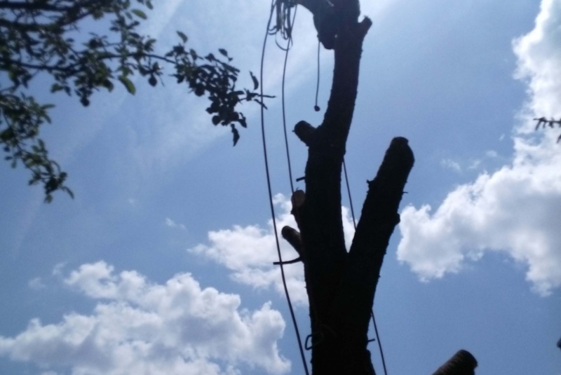 Orezavanie konárov vo výške - hotová práca Orezavanie konárov vo výške - hotová práca