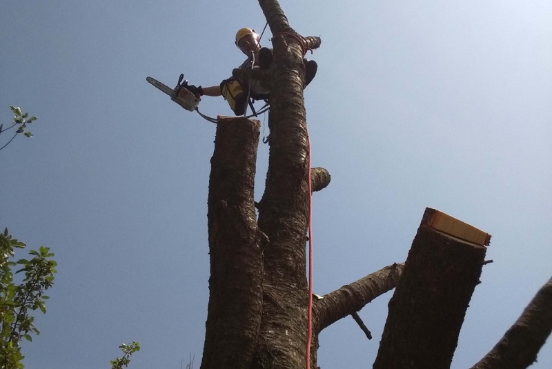 Orezavanie konárov vo výške - pohľad Orezavanie konárov vo výške - pohľad