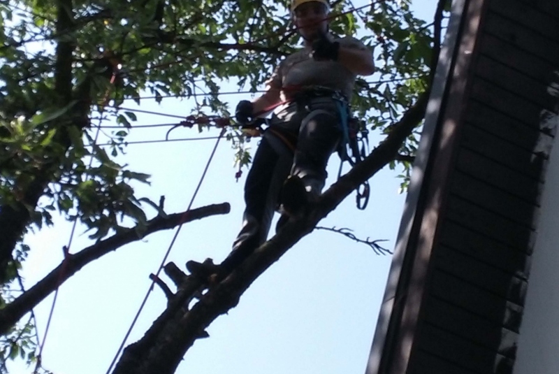 Orezavanie konárov vo výške Orezavanie konárov vo výške