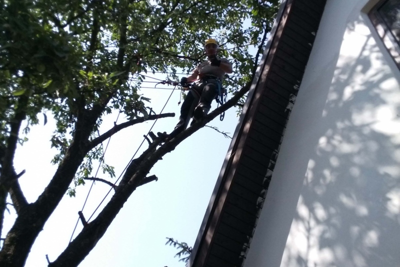 Orezavanie konárov vo výške Orezavanie konárov vo výške