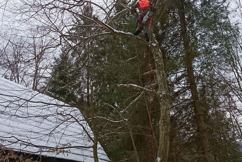 Rezanie Ružín 01/2018 - orez konárov Rezanie Ružín 01/2018 - orez konárov