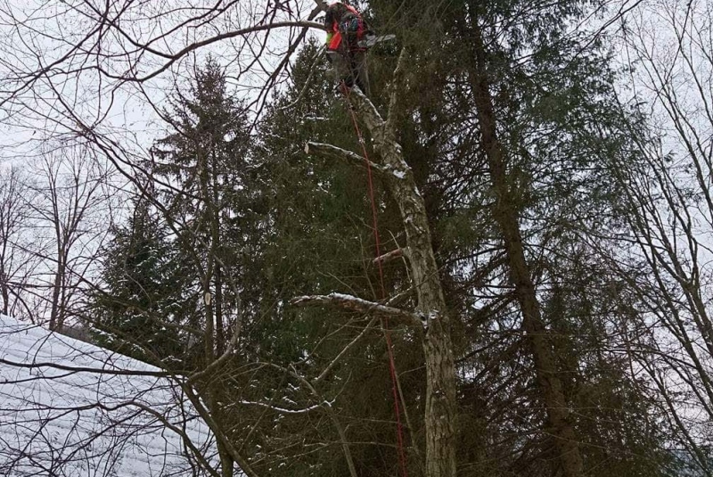 Rezanie Ružín 01/2018 - orez konárov Rezanie Ružín 01/2018 - orez konárov