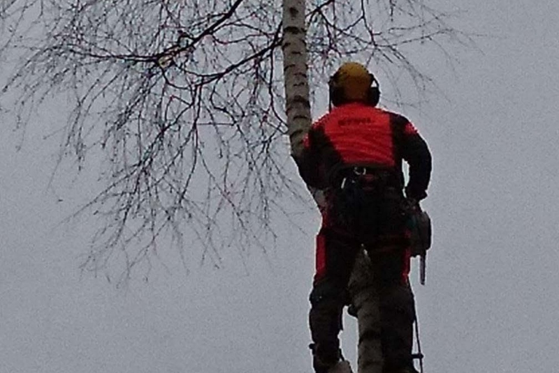 Rezanie Ružín 01/2018 - orez konárov Rezanie Ružín 01/2018 - orez konárov