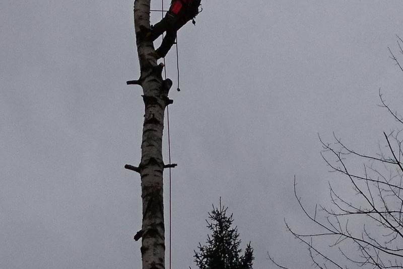 Rezanie Ružín 01/2018 - orez konárov Rezanie Ružín 01/2018 - orez konárov
