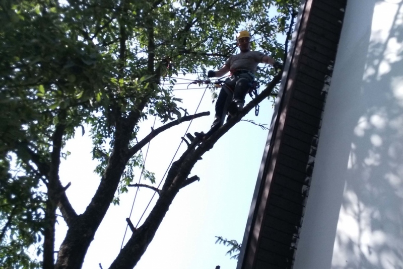 Strom na vyrúbanie Strom na vyrúbanie