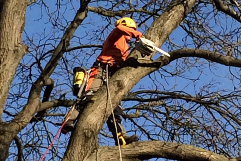 Uzovské Pekľany - orez konárov Uzovské Pekľany - orez konárov