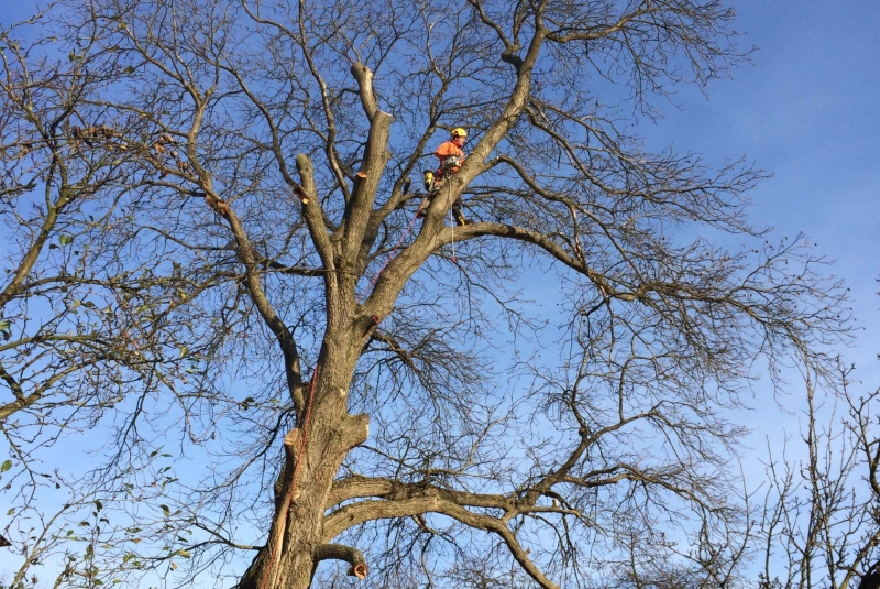 Uzovské Pekľany - orez konárov Uzovské Pekľany - orez konárov