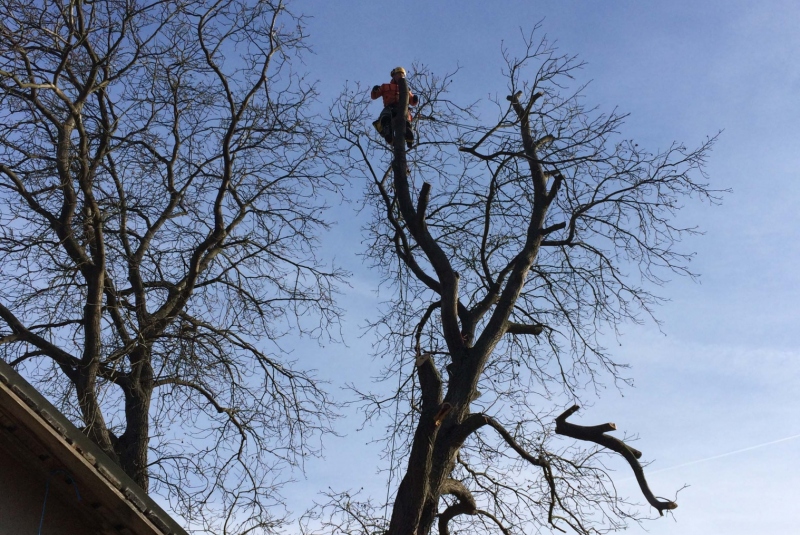 Uzovské Pekľany - orez konárov Uzovské Pekľany - orez konárov