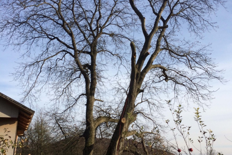 Uzovské Pekľany - orez konárov Uzovské Pekľany - orez konárov