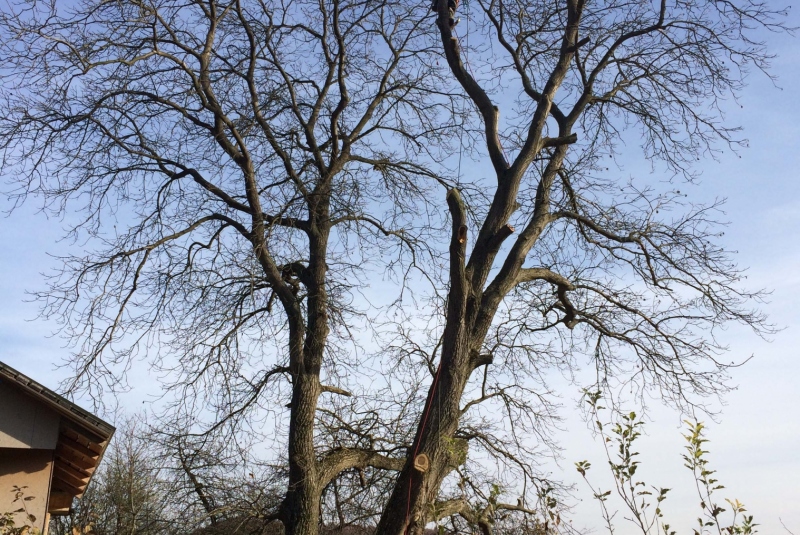 Uzovské Pekľany - orez konárov Uzovské Pekľany - orez konárov