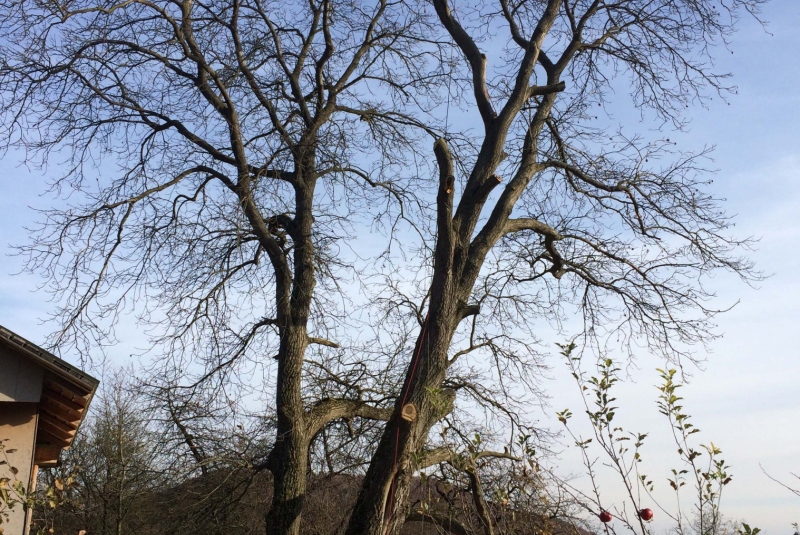 Uzovské Pekľany - orez konárov Uzovské Pekľany - orez konárov