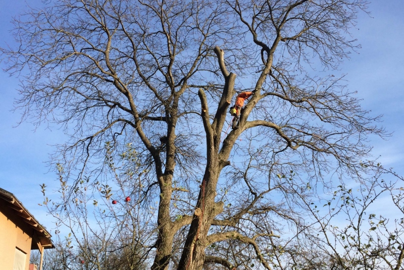 Uzovské Pekľany - orez konárov Uzovské Pekľany - orez konárov
