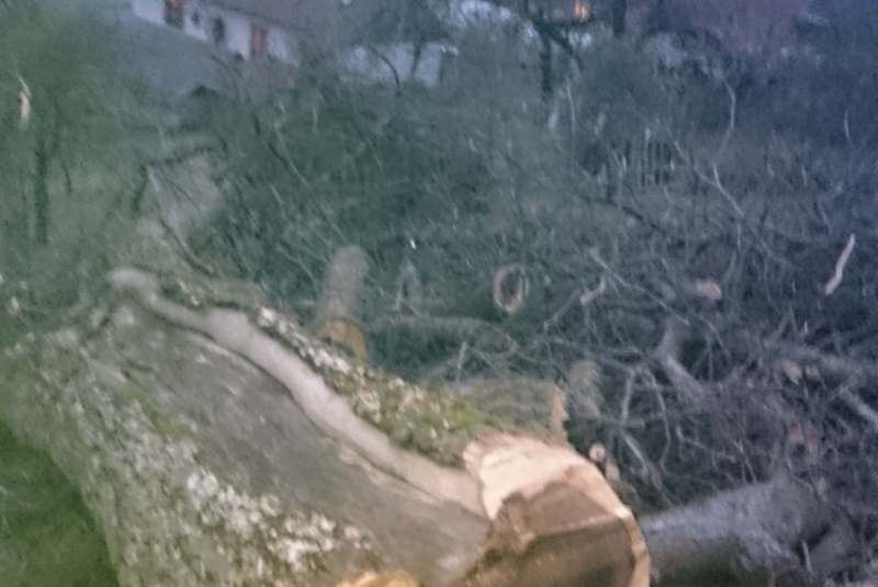 Uzovské Pekľany - vyrezaný strom Uzovské Pekľany - vyrezaný strom