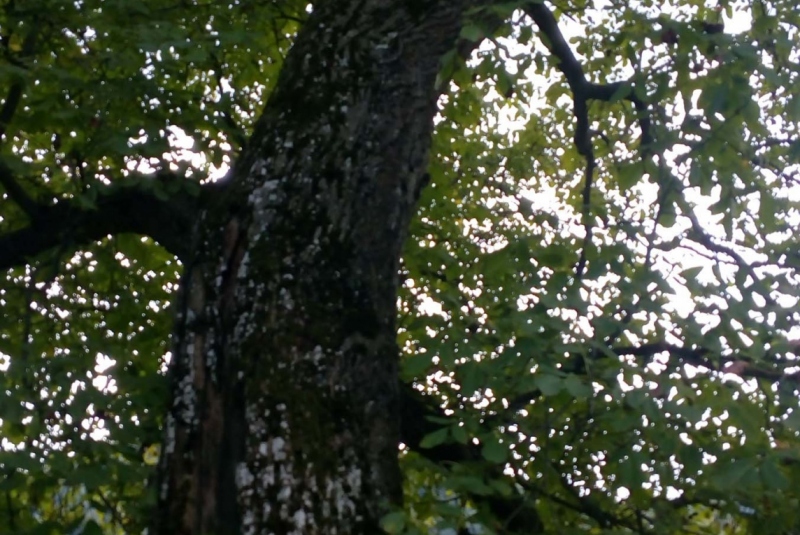 Uzovské Pekľany pôvodný stav - strom