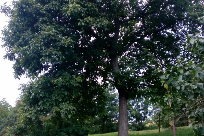 Uzovské Pekľany pôvodný stav Uzovské Pekľany pôvodný stav