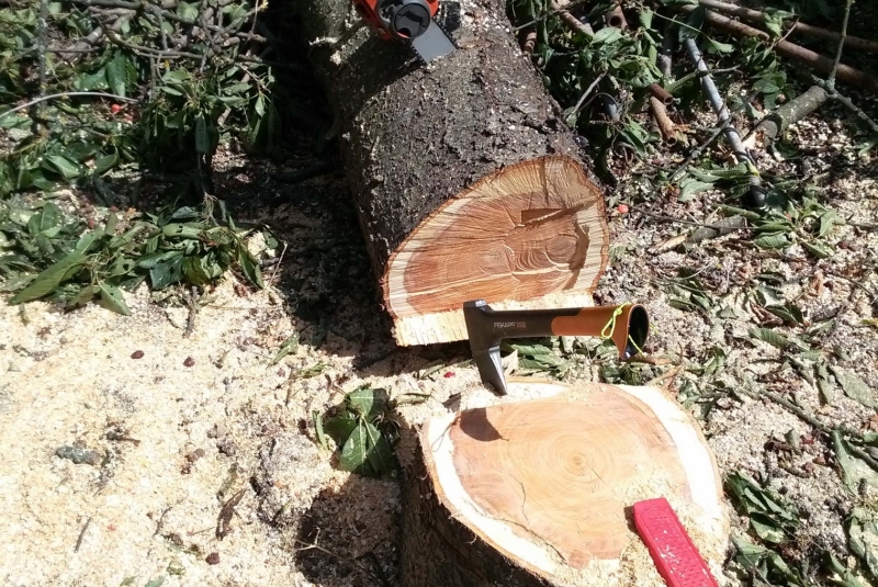 Výrub stromu Výrub stromu