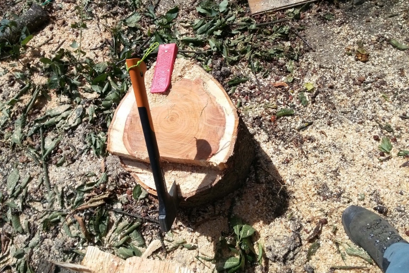 Vyrúbaný strom Vyrúbaný strom